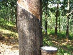 毛淡棉建橡胶木材加工场出口日本和中国